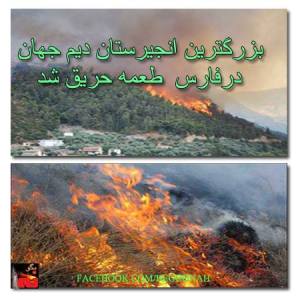 601729_202077306619183_569967558_n