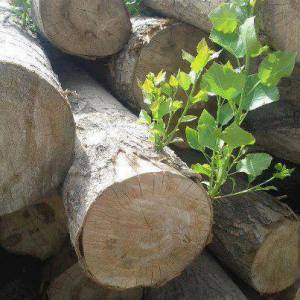 1385586_771183652907058_647649728_n