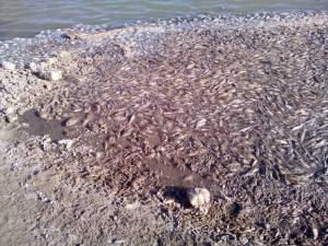 zbllr6mvktm85g108spk