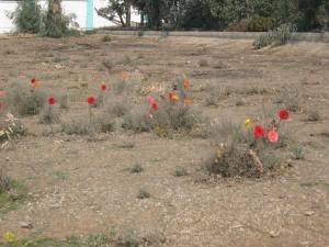 11081490_435431679950410_2123927607491909226_n