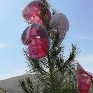 11083876_431930683633843_2813515579524419676_n