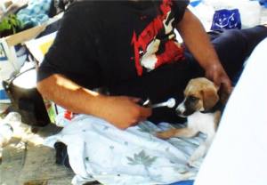 11811496_485233481636896_2724229751228035652_n