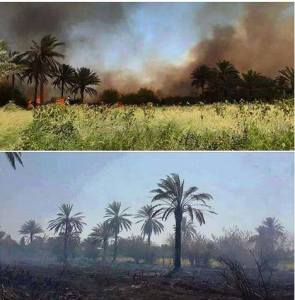 11873730_496285610531683_4670667988921425936_n